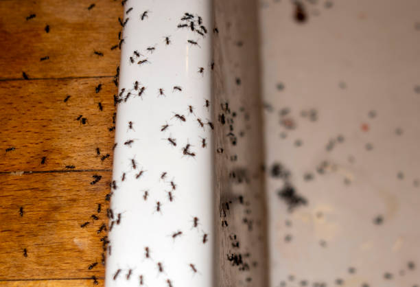 Best Exterminator Services  in Simpsonville, KY